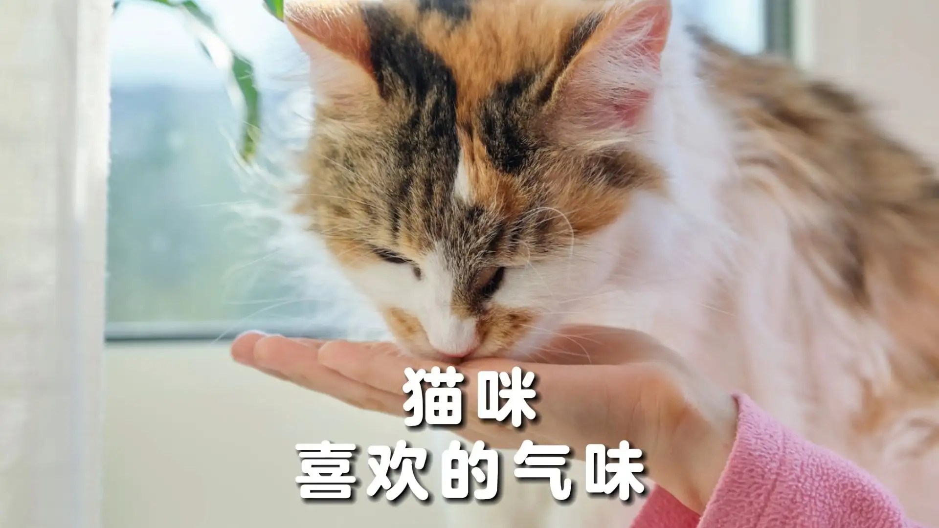 猫咪身上有味道(猫咪身上有味道是生病了吗)