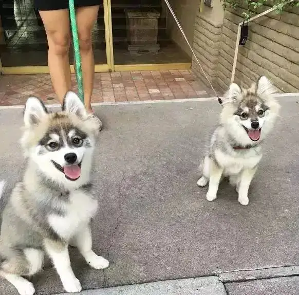 拉布拉多犬和哈士奇(拉布拉多犬和哈士奇的串)