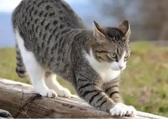 猫咪的寿命多长(猫猫的寿命是多长)