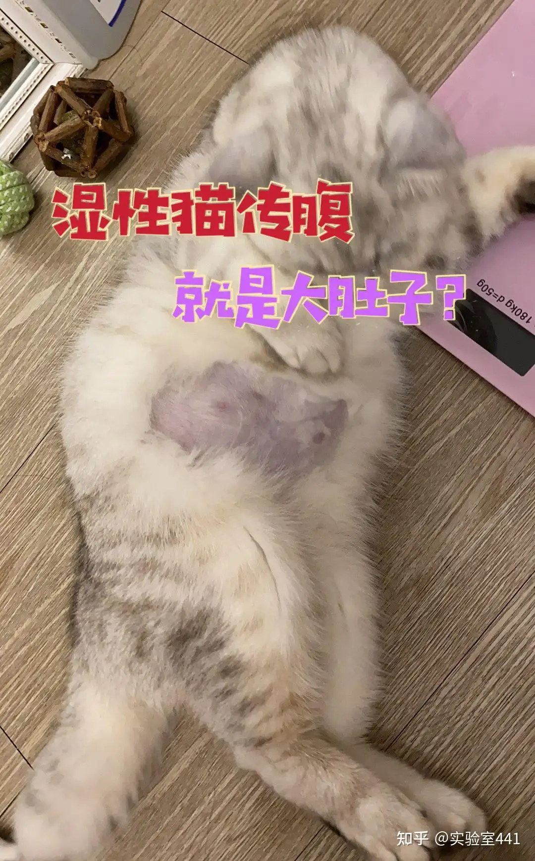 猫传腹有传染性吗(猫传腹有没有传染性)