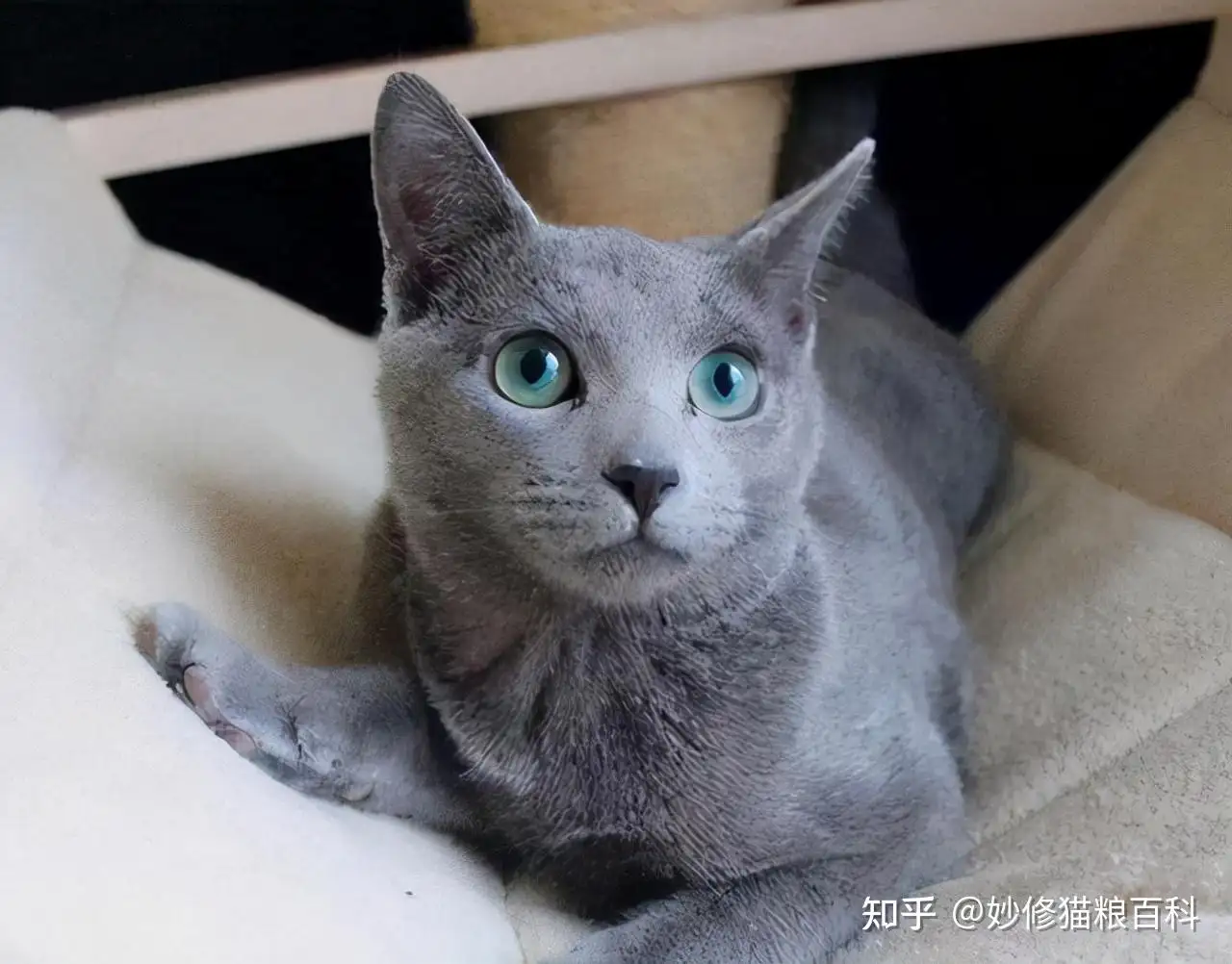 俄罗斯短毛猫价格(俄罗斯短毛蓝猫价格)