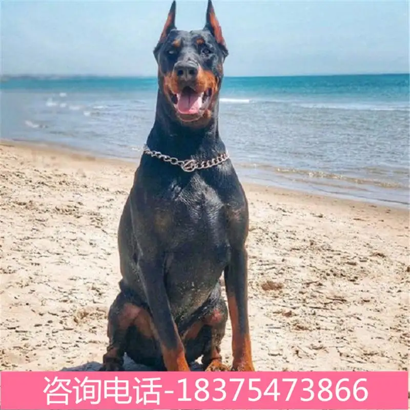 纯种杜宾犬多钱(纯种的杜宾犬多少钱一只)