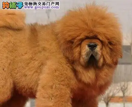 藏獒6个品种介绍(藏獒6个品种介绍大全)
