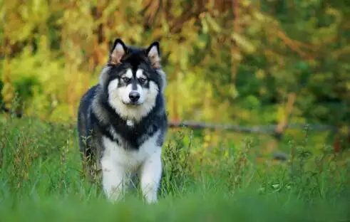 养阿拉斯加犬幼犬的注意事项(养阿拉斯加犬幼犬的注意事项和禁忌)