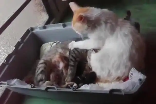 母猫欺负公猫(家里母猫总欺负公猫)