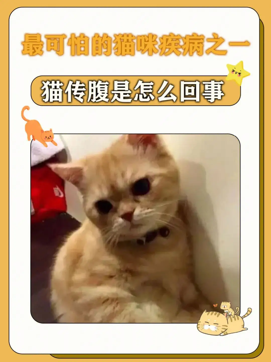 小猫猫传腹症状(猫猫传腹早期症状)