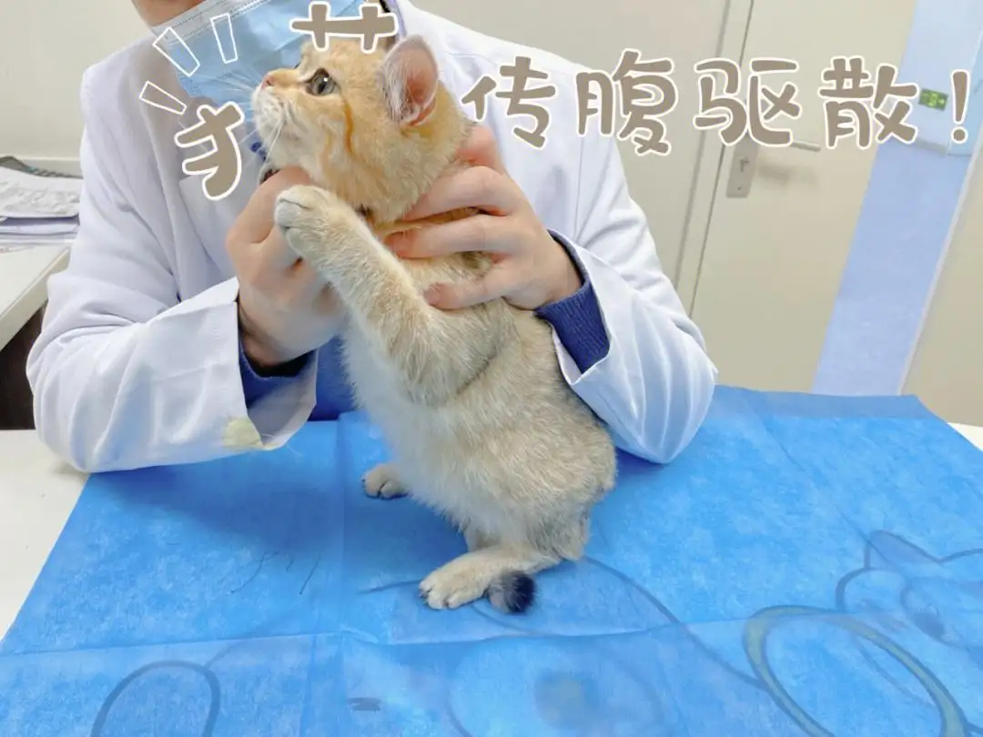 猫传腹症(猫传腹症状图片)