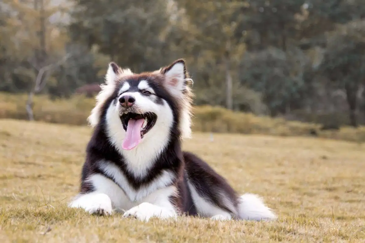 养阿拉斯加犬幼犬的注意事项(养阿拉斯加犬幼犬的注意事项和禁忌)