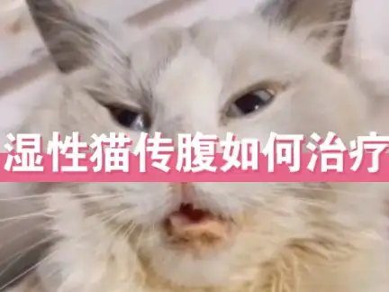 如何确定是不是猫传腹(怎么判断猫咪是不是猫传腹)