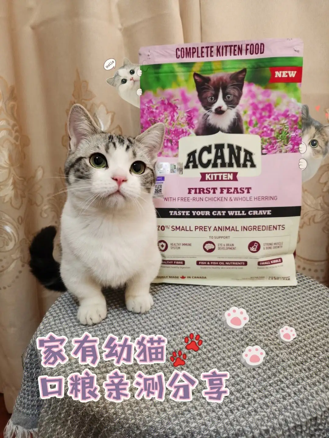 猫便秘吃什么药最有效(便秘吃什么最快排便呢大黄)