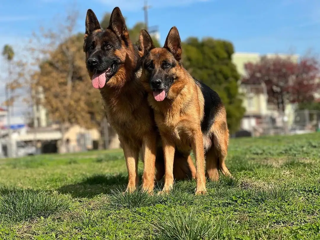 德国牧羊犬幼犬多少钱(德国牧羊犬幼犬多少钱一只视频)