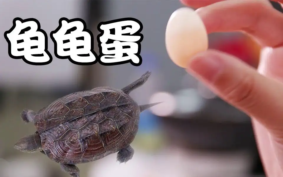 龟的蛋可以吃吗(乌龟蛋有营养吗?自家养的龟生的蛋可吃吗?)