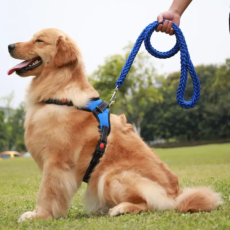 犬小型狗绳遛(遛狗绳子怎么打结)