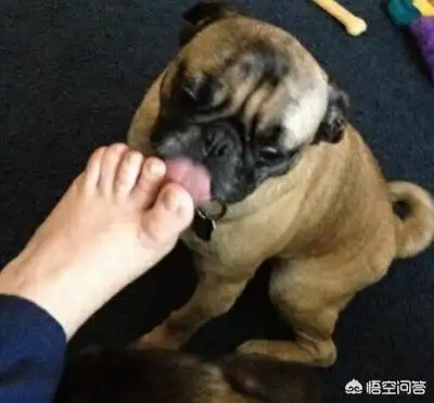 小狗舔人脚是怎么回事儿?(小狗舔人脚是怎么回事儿图片)