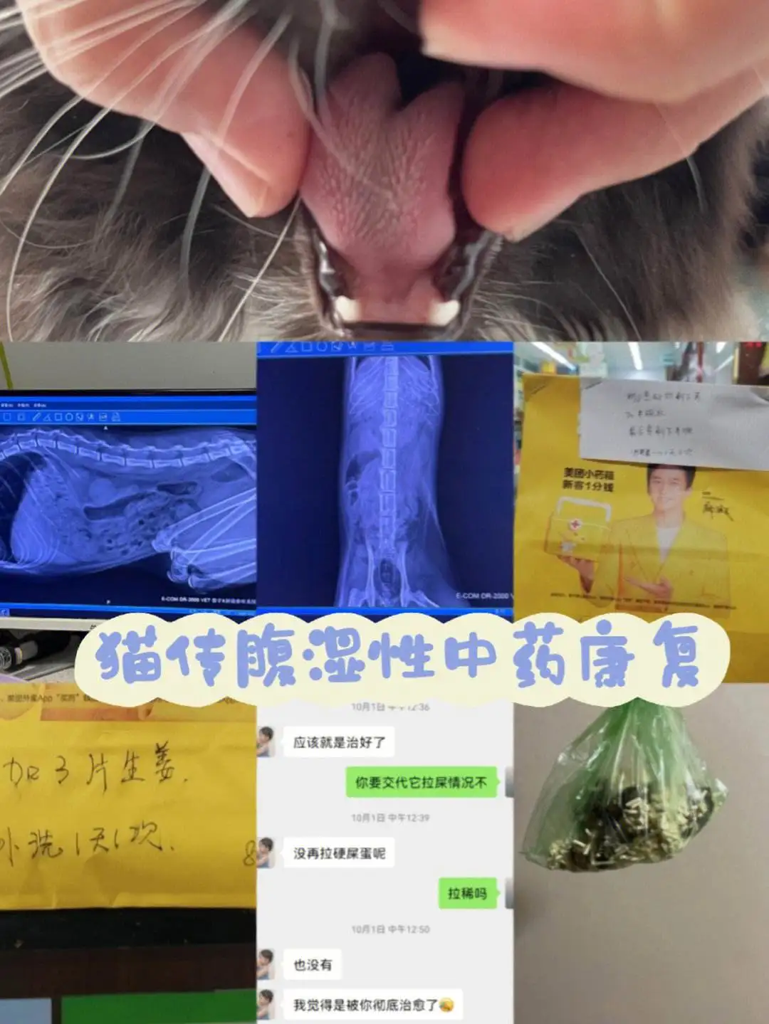 猫传腹便便是什么样的(猫传腹拉了大便是不是好转了)