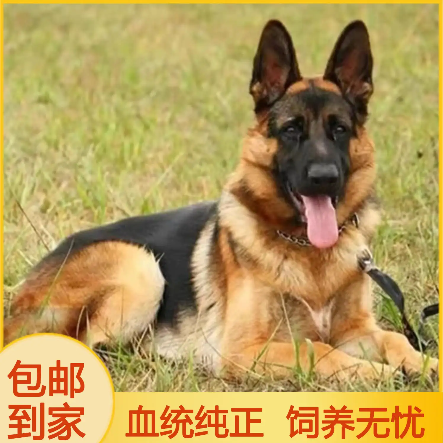 纯种德国牧羊犬多少钱(纯种德国牧羊犬多少钱一个)