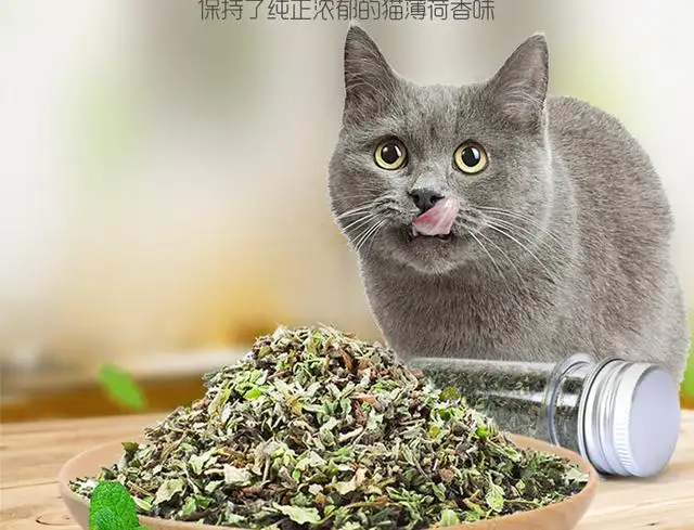 小猫能吃猫薄荷吗(小猫能吃猫薄荷草吗)