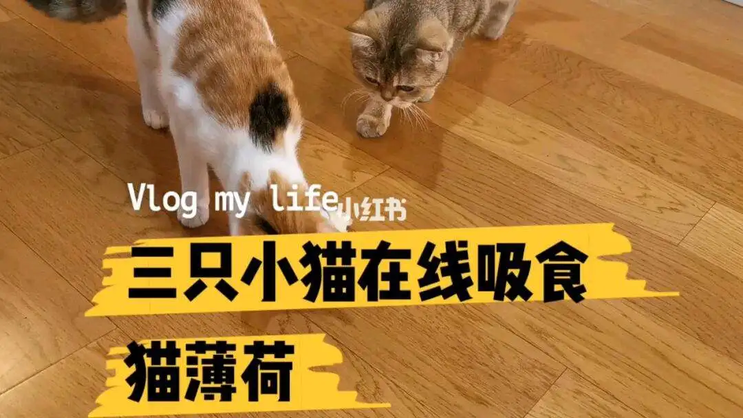 小猫能吃猫薄荷吗(小猫能吃猫薄荷草吗)