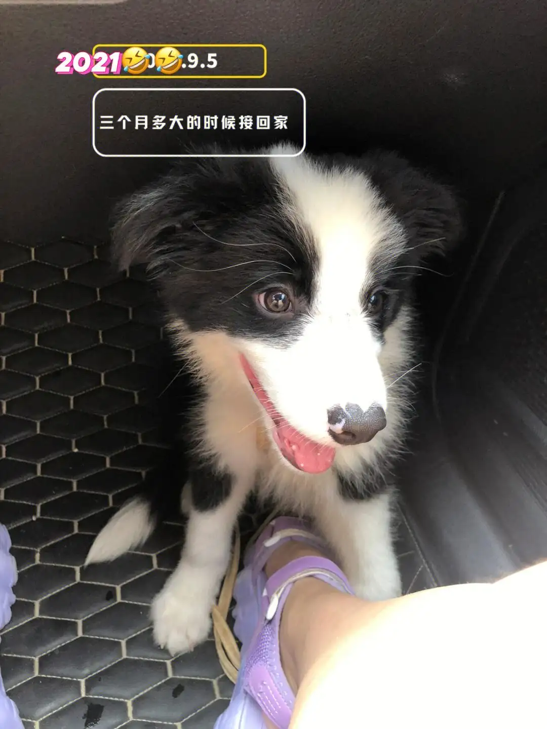 两个月的边牧怎么养?(两个月的边牧怎么养才好)