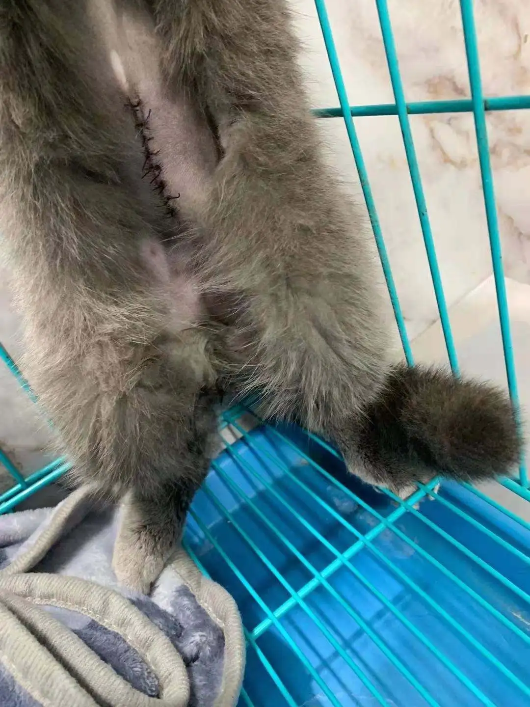 母猫生产后多久可以绝育(母猫生产后多久可以绝育?)