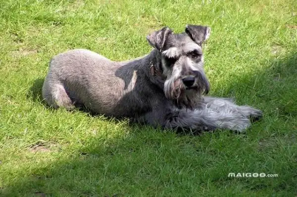 哪种中型犬适合家养(中型犬有哪些适合家里养)