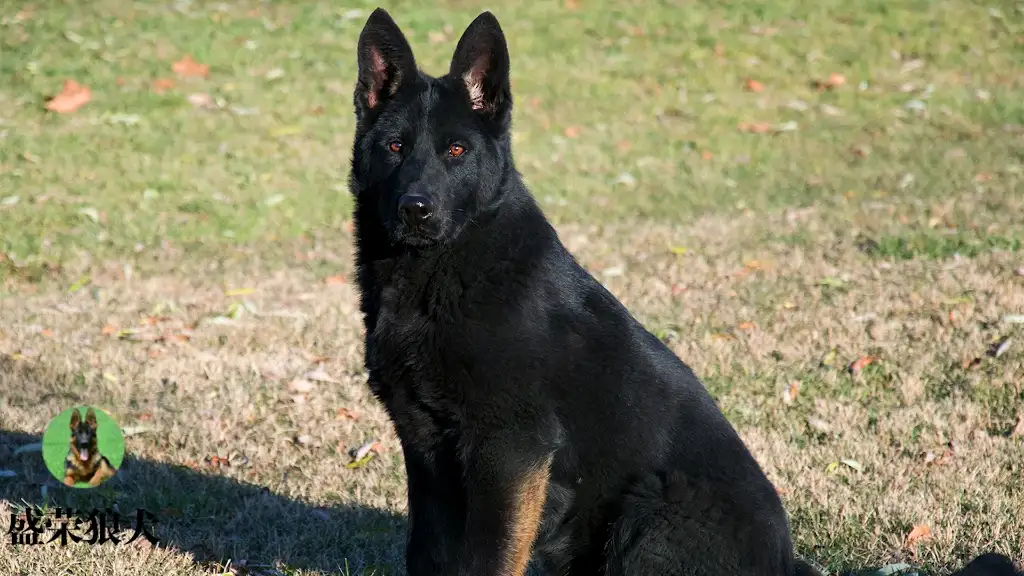 太极小型犬(小太极狗多少钱一只)