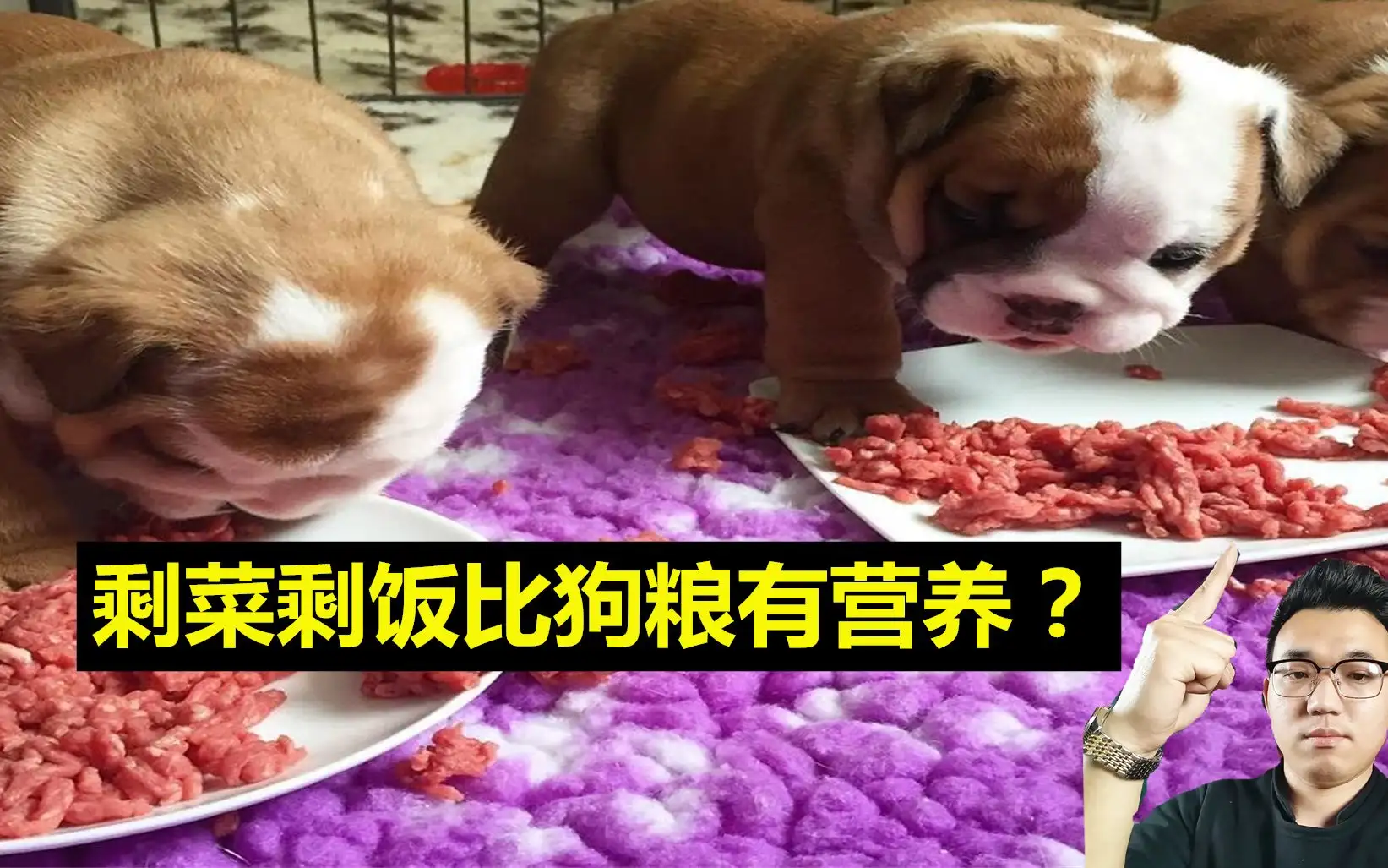 狗狗犬吃什么狗粮(狗狗最爱吃的狗粮排名)