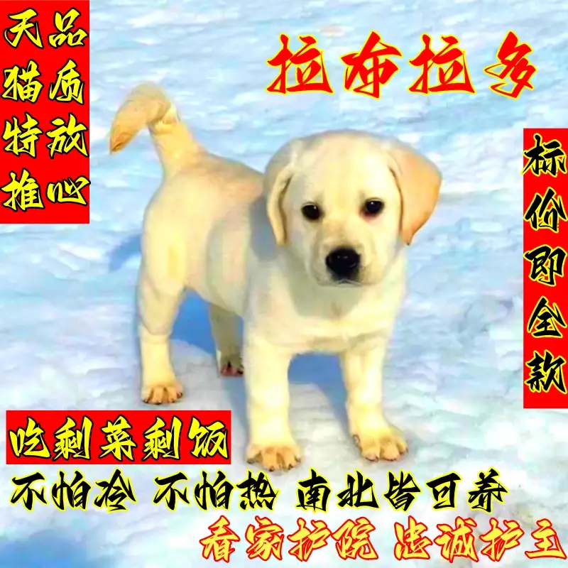 拉布拉多犬能活多久(拉布拉多犬一般能活多少岁)