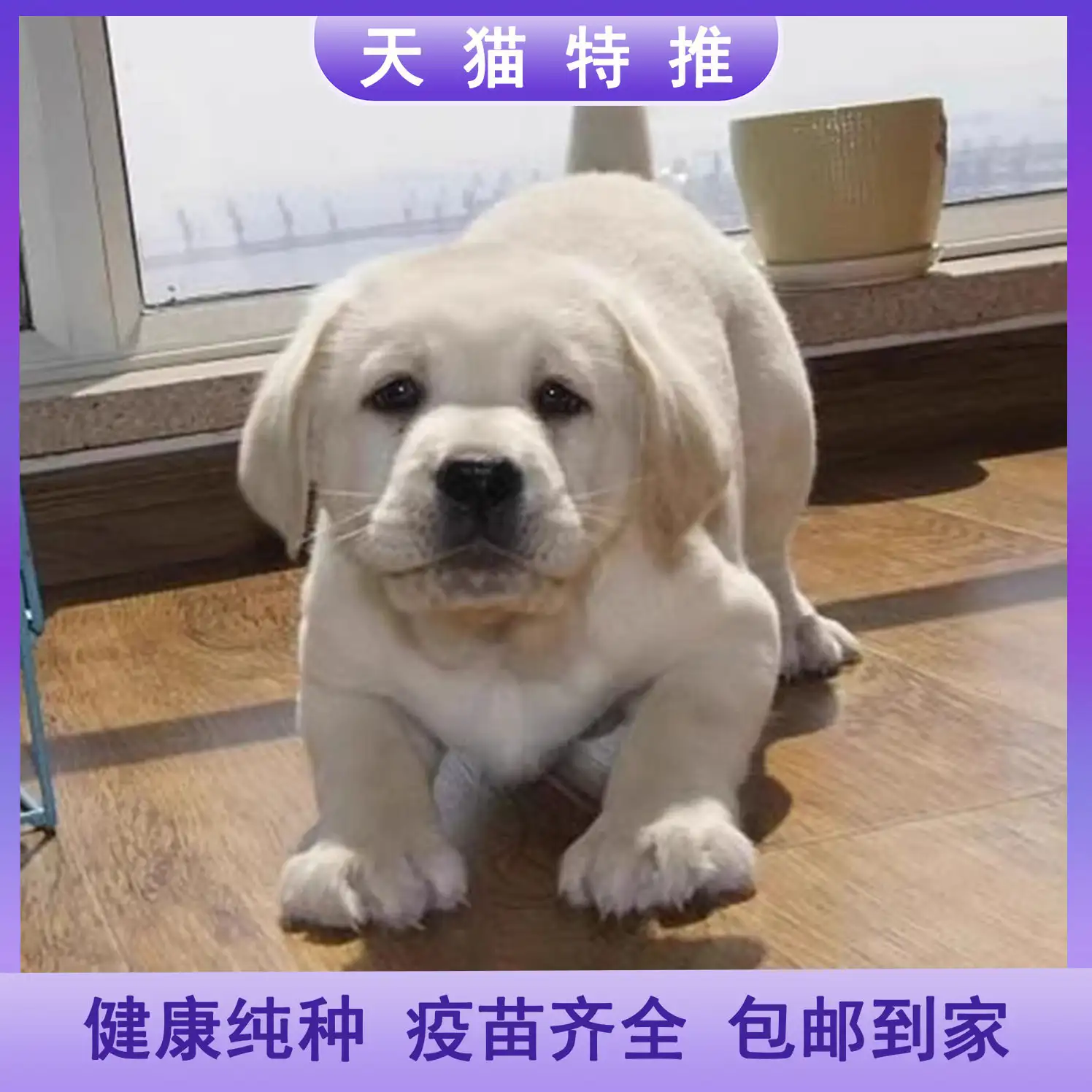 拉布拉多犬能活多久(拉布拉多犬一般能活多少岁)