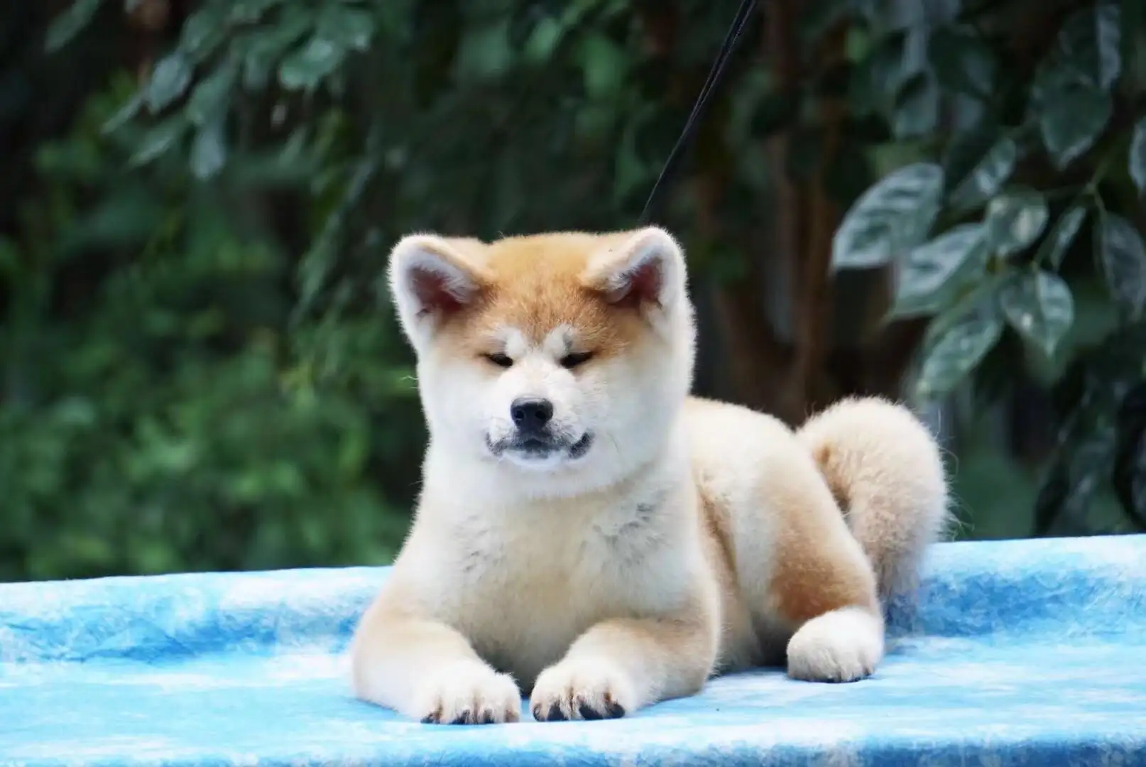 日本秋田犬多大(日本秋田犬可以长多大)