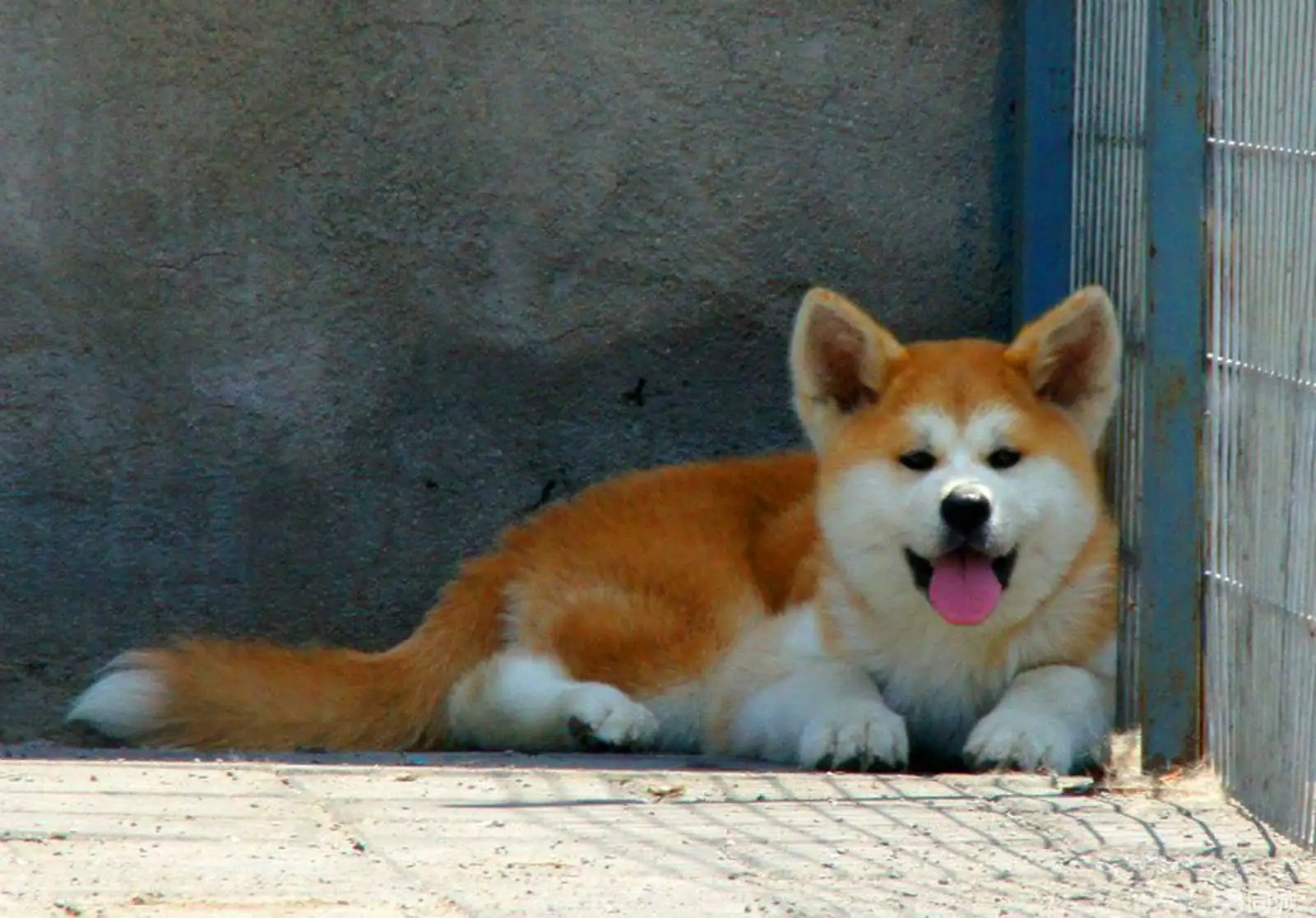 秋田犬配种多少钱(纯种秋田配种多少钱)