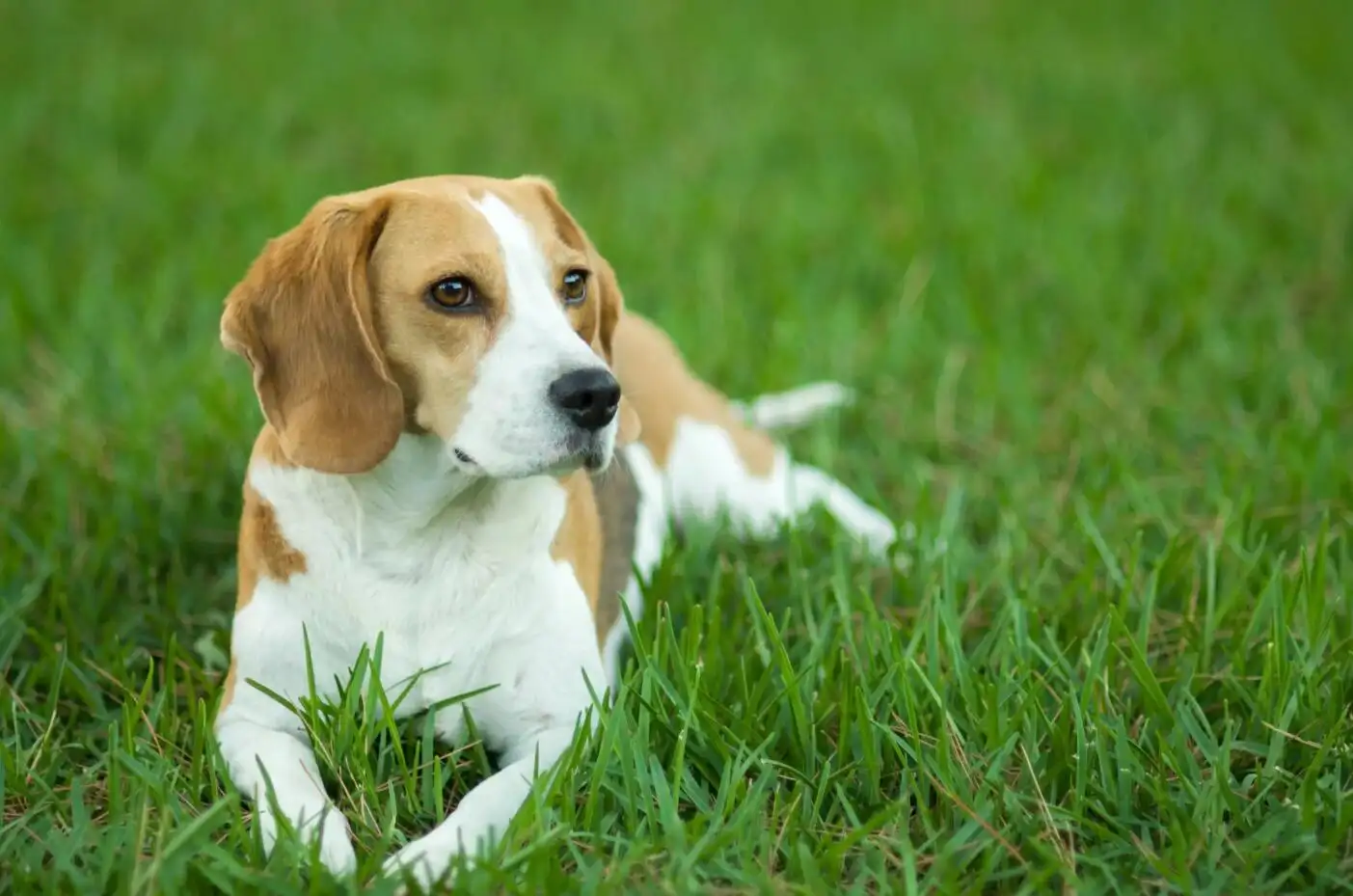 哪种中型犬适合家养(中型犬有哪些适合家里养)