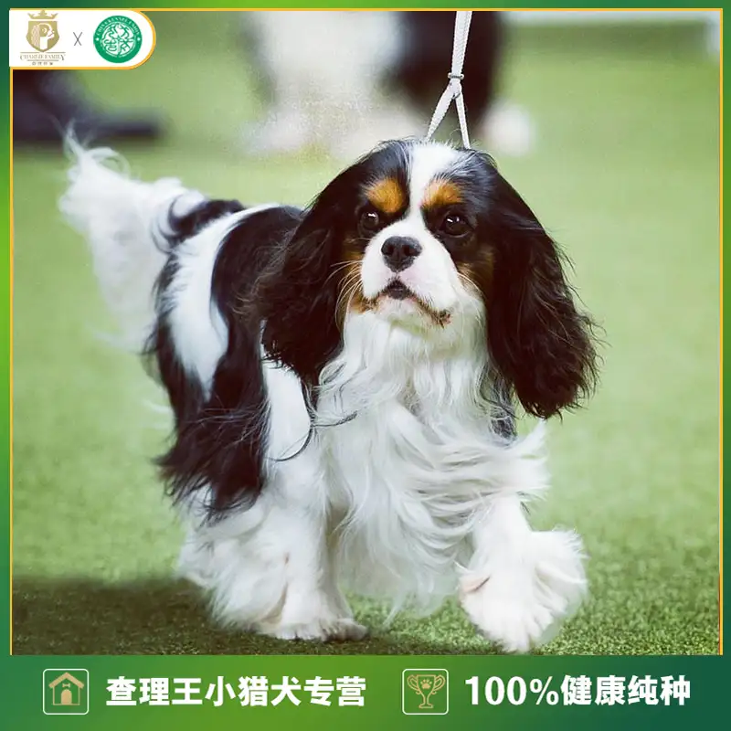 黑狗品种小型犬(小型黑狗是什么品种)