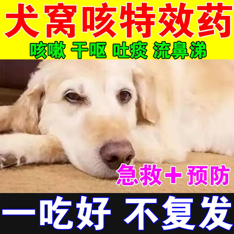 狗狗感冒发烧(狗狗感冒发烧怎么办)