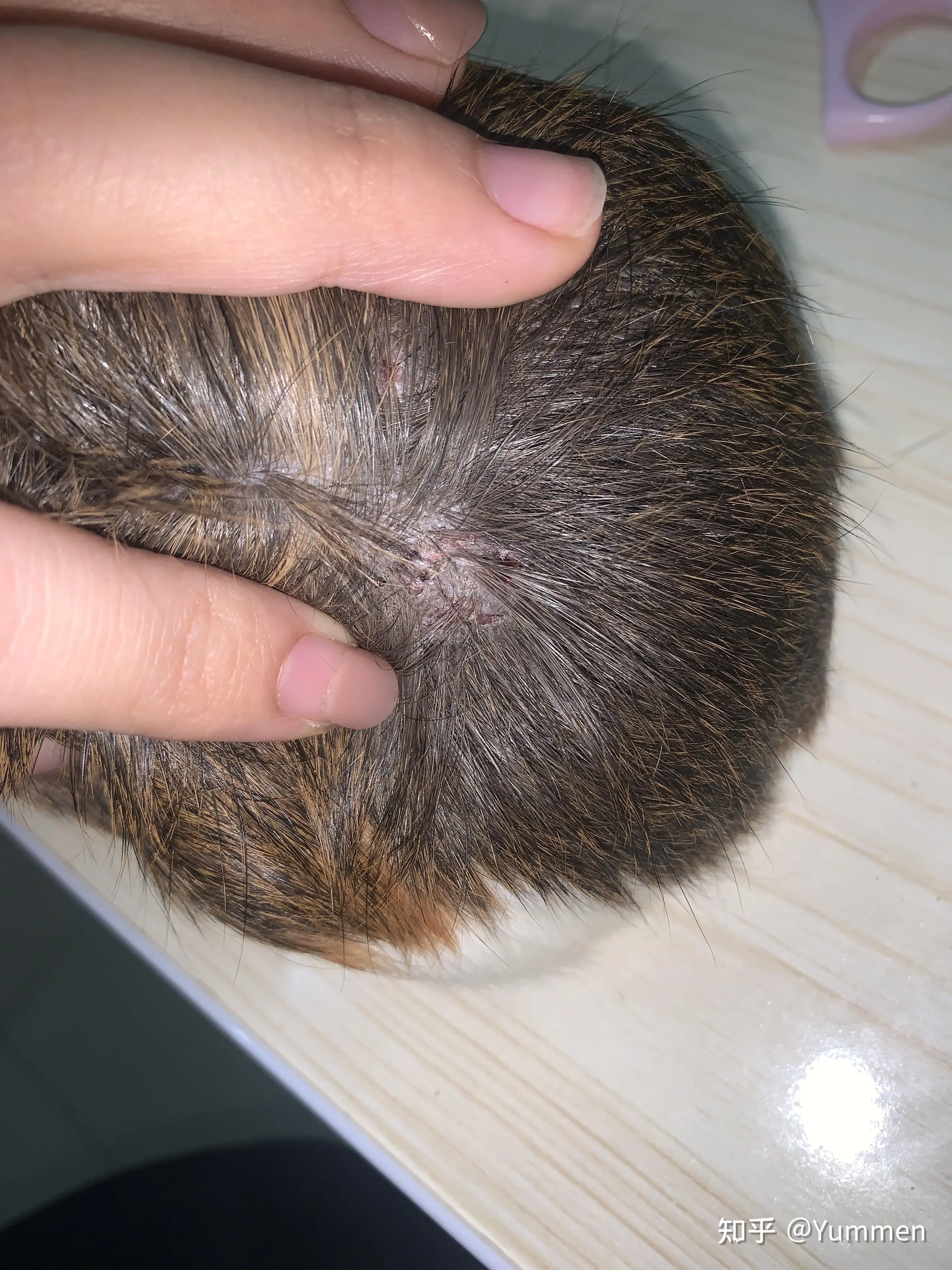 荷兰猪咬人(荷兰猪咬人有毒吗)