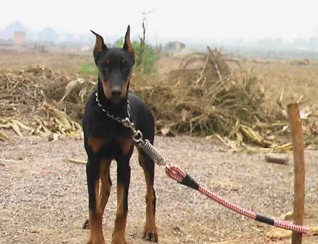 棕色杜宾犬价格多少钱一只(棕色杜宾犬价格多少钱一只图片)