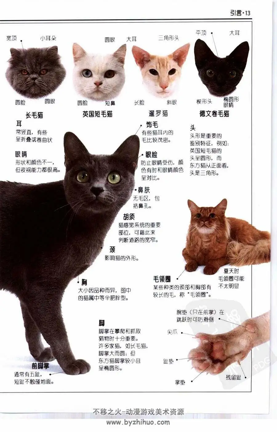 72种猫咪品种大全(72种猫咪品种大全前十名)