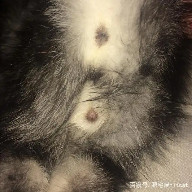 公猫仔和母猫仔如何辨别图片(公猫仔和母猫仔如何辨别图片对比)
