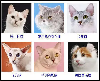 家猫都有什么品种(家猫都有什么品种的)