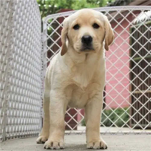 的纯种拉布拉多幼犬(纯种拉布拉多幼犬特征)