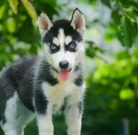 哈士奇幼犬狗(哈士奇幼犬狗粮推荐)