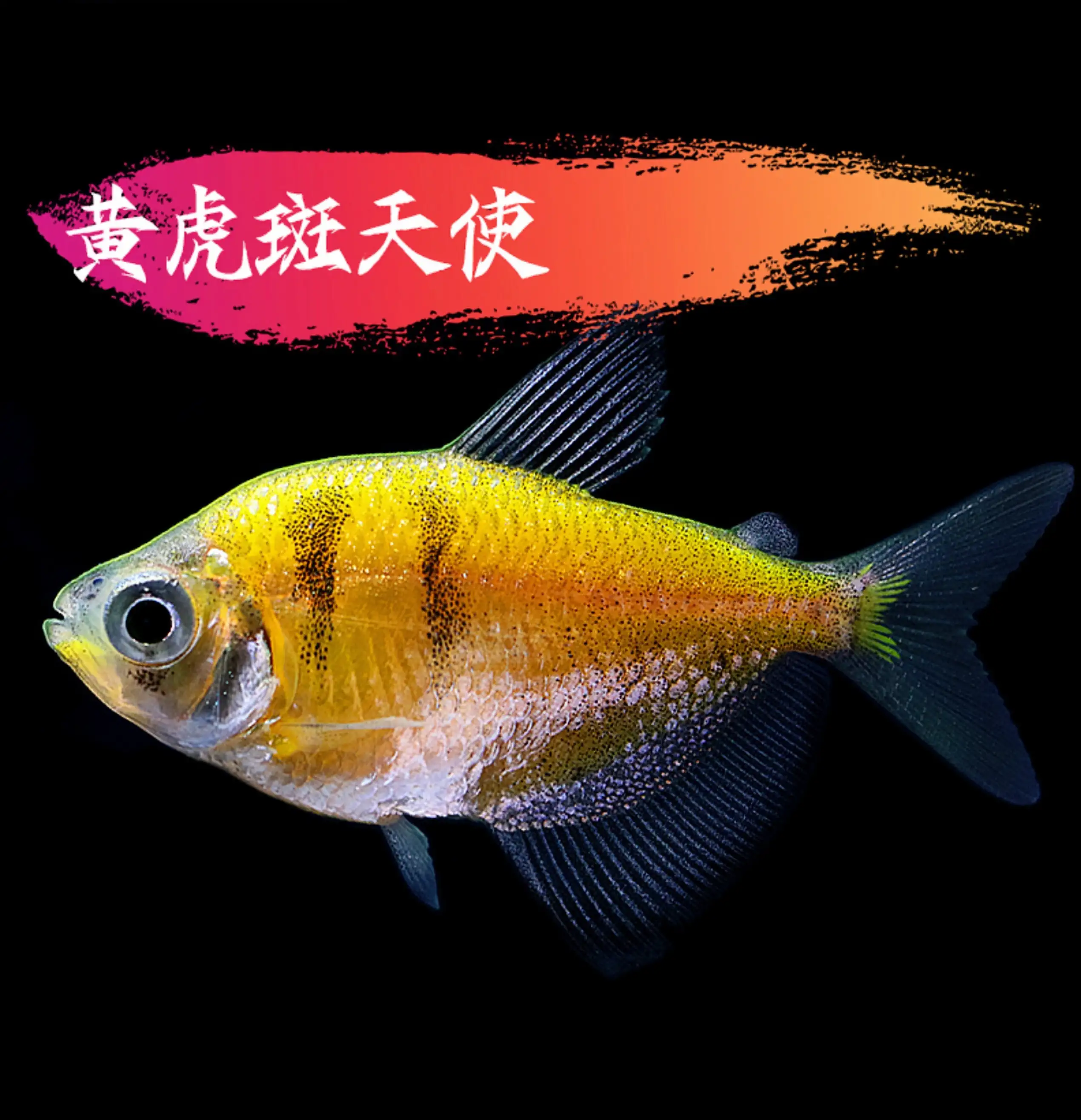 热带鱼养什么好(热带鱼家养什么好看)