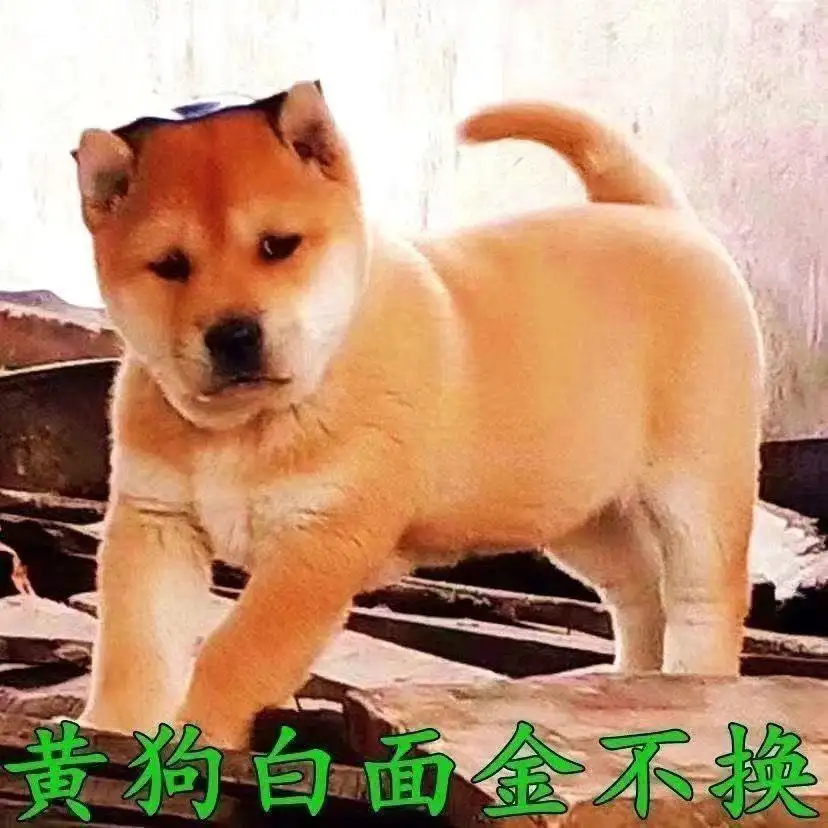 土狗长不大怎么回事(土狗长不胖是什么原因)