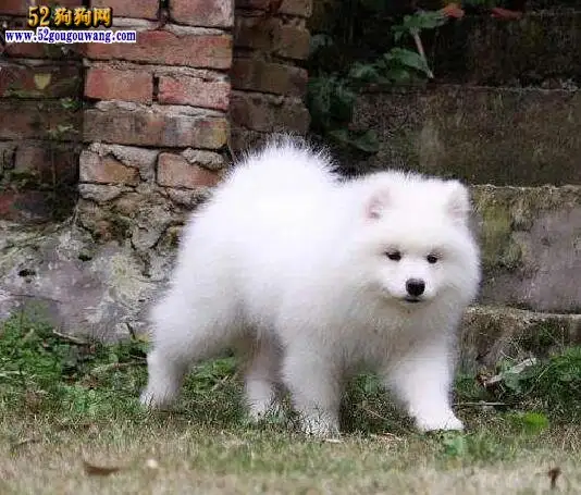 萨摩耶犬报价(萨摩耶多少钱一只哪里有卖)