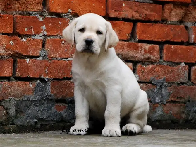 养拉布拉多幼犬(养拉布拉多幼犬图片)