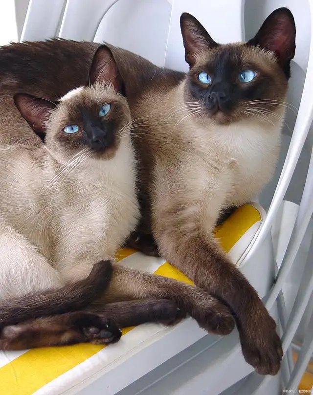 猫的品种暹罗猫照片(猫的品种暹罗猫照片图)