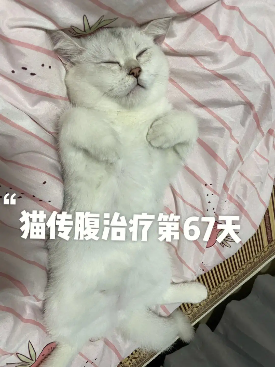 猫传腹是怎么治(猫传腹怎么治疗要花多少钱)