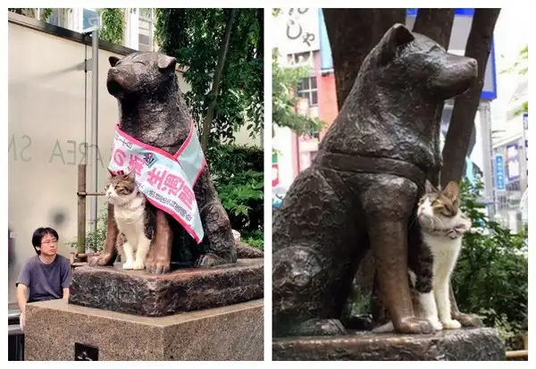 日本忠犬八公铜像在哪(日本电影忠犬八公是什么狗)