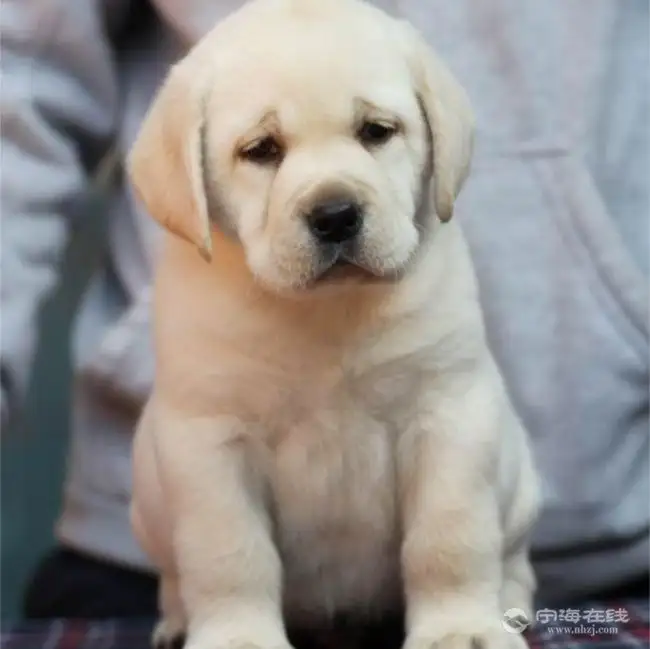 的纯种拉布拉多幼犬(纯种拉布拉多幼犬特征)