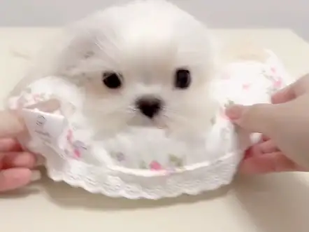 马尔济斯犬颜色(马尔济斯犬的优缺点)
